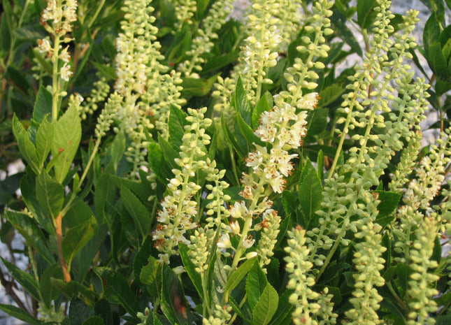 Sixteen Candles Dwarf Summersweet (Clethra alnifolia 'Sixteen Candles') - 3 gallon 15"