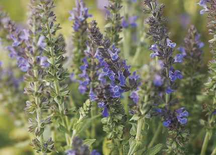 Marcus™ Meadow Sage (Salvia x 'Marcus') - 1 gallon