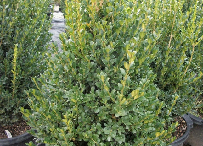 Green Mountain Boxwood (Buxus microphylla 'Green Mountain') - 1 gallon 10"