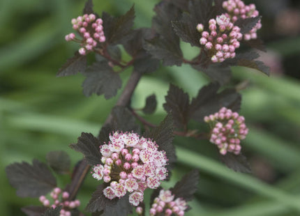 Summer Wine® Ninebark (Physocarpus opulifolius 'Seward') - 3 gallon 15"