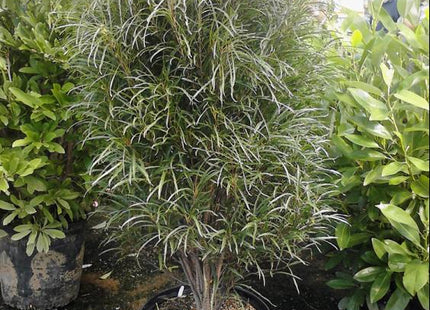 Fine Line® Buckthorn (Rhamnus frangula 'Ron Williams') - 1 gallon
