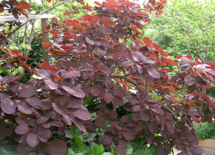 Royal Purple Smokebush (Cotinus coggygria 'Royal Purple') - 3 gallon 15"