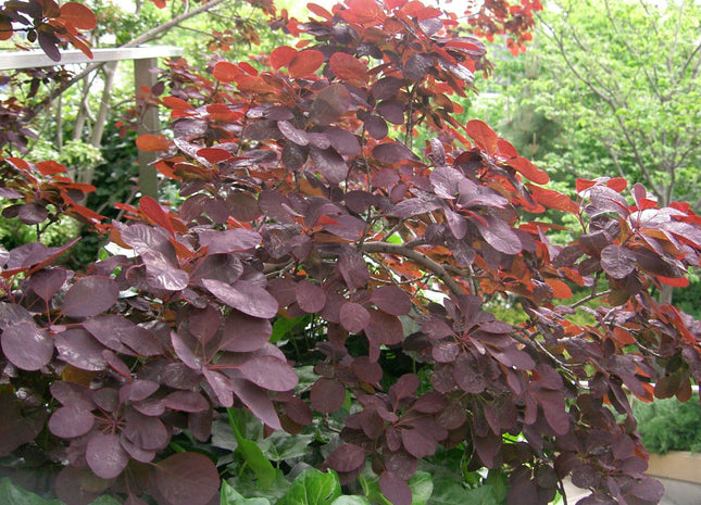 Royal Purple Smokebush (Cotinus coggygria 'Royal Purple') - 3 gallon 15"