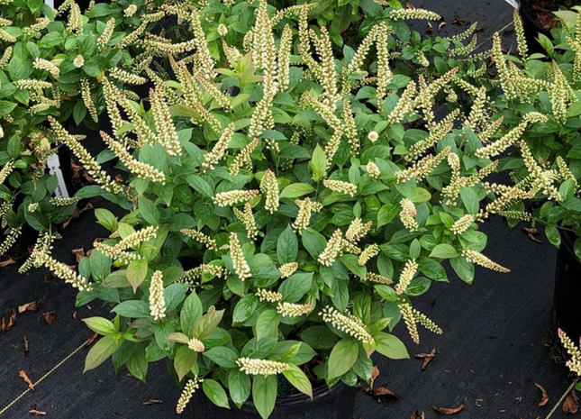 Fizzy Mizzy® Sweetspire (Itea fizzy 'Mizzy') - 1 gallon