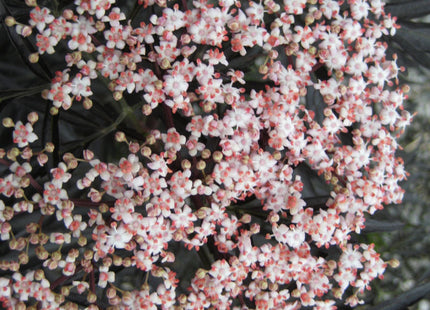 Black Lace® Elderberry (Sambucus nigra 'Eva') - 3 gallon 18"
