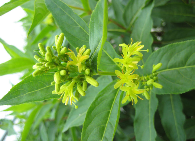 Butterfly Bush Honeysuckle (Diervilla sessilifolia 'Butterfly') - 3 gallon 12"