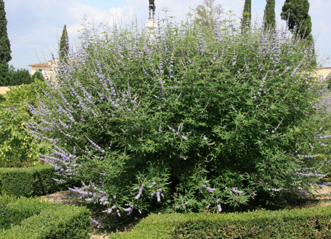 Chastetree/ Monk's Pepper (Vitex agnus castus 'Agnus-Castus') - 3 gallon 18"