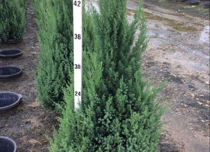 Blue Point Juniper (Juniperus chinensis 'Blue Point') - 3 gallon 24"