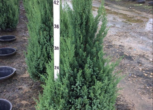 Blue Point Juniper (Juniperus chinensis 'Blue Point') - 3 gallon 24"