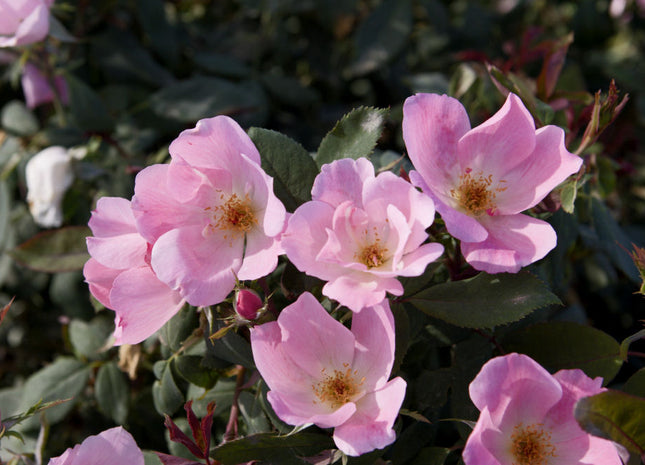 Blushing Knock Out® Rose (Rosa K.O 'Radyod') - 3 gallon