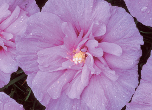 Lavender Chiffon® Rose of Sharon (Hibiscus syriacus 'Notwoodone') - 3 gallon 30"