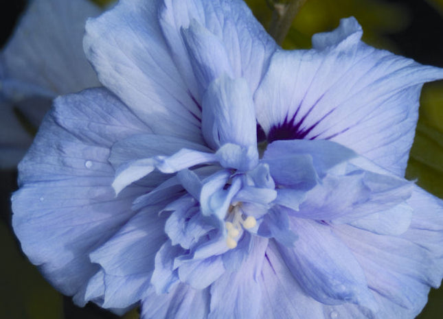 Blue Chiffon® Rose of Sharon (Hibiscus syriacus 'Notwoodthree') - 3 gallon 30"