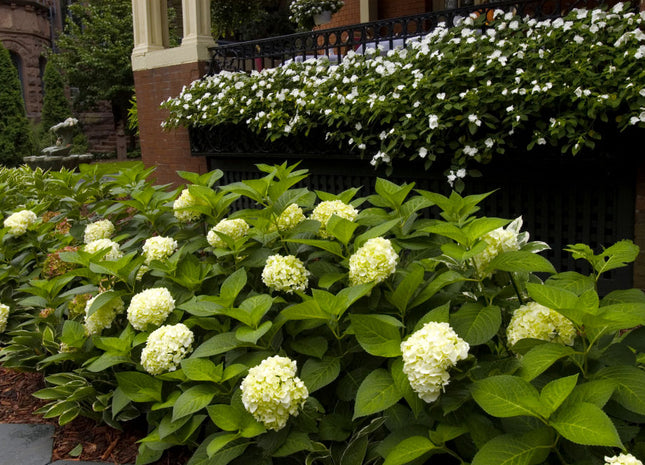 Blushing Bride® Hydrangea (Hydrangea macrophylla 'Blushing Bride') - 2 gallon