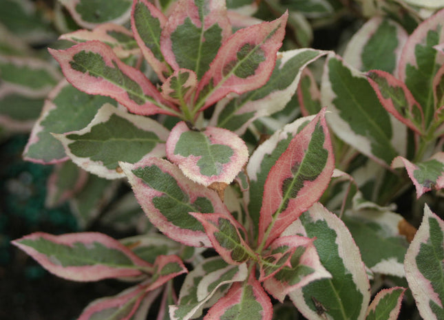 My Monet® Weigela (Weigela x 'Verweig') - 1 gallon 8"