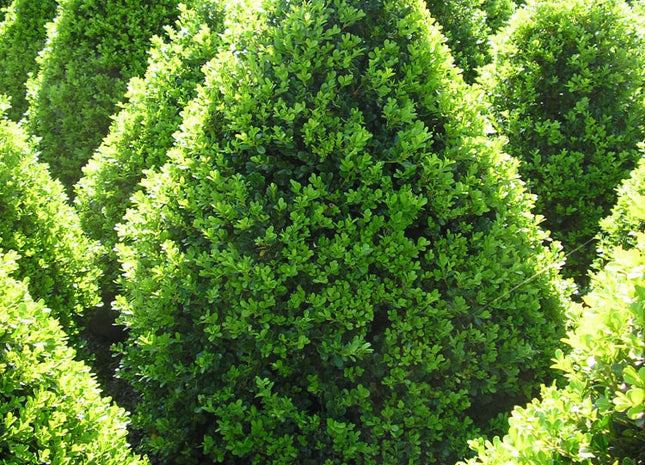 Cranberry Creek Boxwood (Buxus x 'Cranberry Creek') - 3 gallon 18"