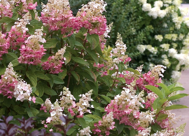 Pinky Winky® Panicle Hydrangea (Hydrangea paniculata 'DVPpinky') - 3 gallon