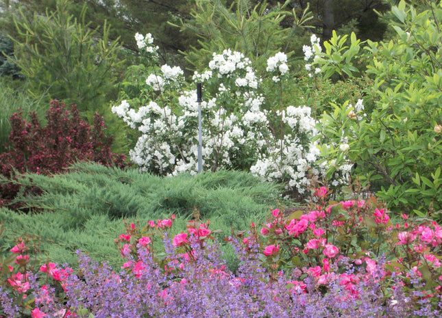 Snow White™ Mockorange (Philadelphus 'Snow Snowwhite Sensation') - 3 gallon 18"