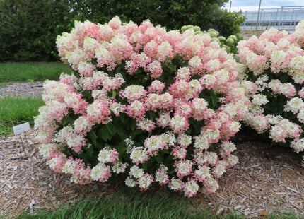 French Manicure™ Hydrangea Paniculata (Hydrangea paniculata 'Bailpantwo' ) - 3 gallon