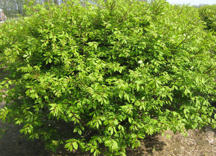 Dwarf Burning Bush (Euonymus alatus 'Compactus') - 3 gallon 15"
