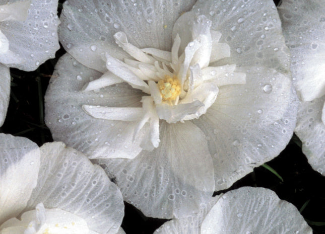 White Chiffon® Rose of Sharon (Hibiscus syriacus 'Notwoodtwo') - 1 gallon