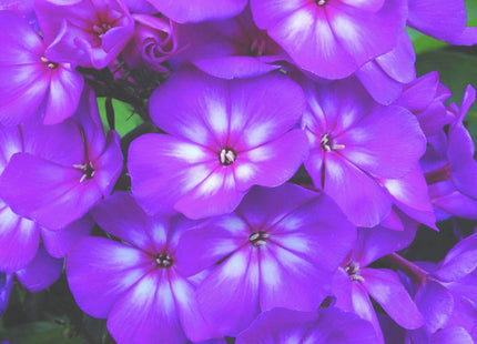 Grape Lollipop™ Phlox (Phlox paniculata 'Ditomsur') - 1 gallon