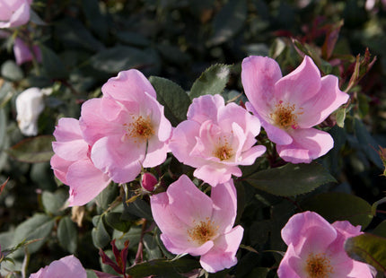 Blushing Knock Out® Rose (Rosa K.O 'Radyod') - QT