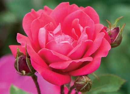 Double Red Knock Out® Rose (Rosa x Double Red Knock Out®) - 1 gallon