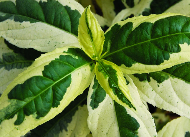 Cool Splash® Dwarf Bush Honeysuckle (Diervilla sessilifolia 'LDPC Podaras') - 3 gallon 12"