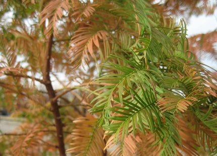 Dawn Redwood (Metasequoia glyptostroboides) - 3 gallon 48"