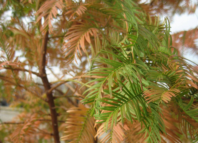 Dawn Redwood (Metasequoia glyptostroboides) - 3 gallon 48"