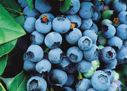 Bluecrop Highbush Blueberry (Vaccinium bluecrop 'Bluecrop') - 1 gallon 10"
