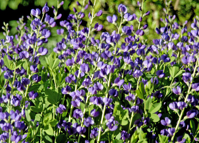 Blue False Indigo (Baptisia australis) - 1 gallon