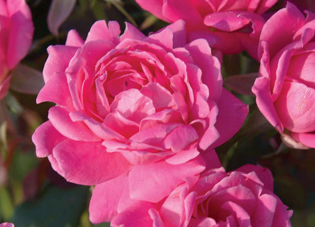 Double Pink Knock Out® Rose (Rosa K.O 'Radtkopink') - 3 gallon