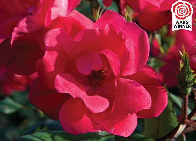 Red Knock Out® Rose (Rosa K.O 'Radrazz') - 2 gallon