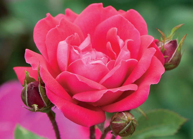 Double Red Knock Out® Rose (Rosa x Double Red Knock Out®) - 2 gallon