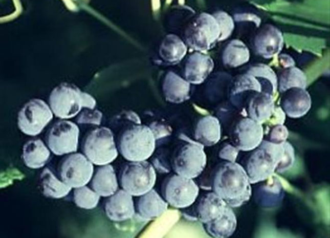 Mars Grape (Vitis mars 'Mars') - 1 gallon