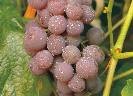 Canadice Grape (Vitis canadice 'Canadice') - 1 gallon