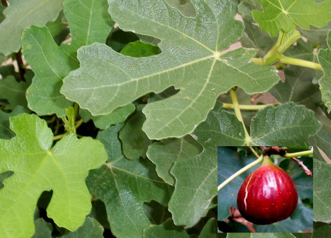 Brown Turkey Fig (Ficus brown 'Brown Turkey') - 3 gallon 12"