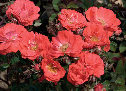 Coral Drift® Rose (Rosa 'Drift Meidrifora') - 2 gallon