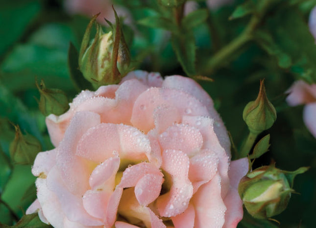Peach Drift® Rose (Rosa 'Drift Meiggili') - 2 gallon