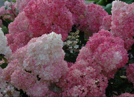 Vanilla Strawberry™ Hydrangea (Hydrangea paniculata 'Renhy') - QT