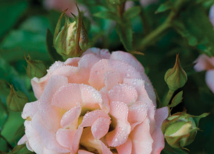 Peach Drift® Rose (Rosa 'Drift Meiggili') - 1 gallon