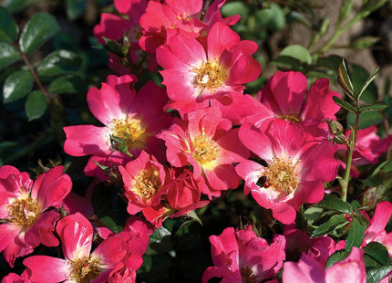 Pink Drift® Rose (Rosa 'Drift Meijocos') - 1 gallon