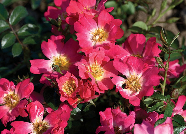 Pink Drift® Rose (Rosa 'Drift Meijocos') - 1 gallon