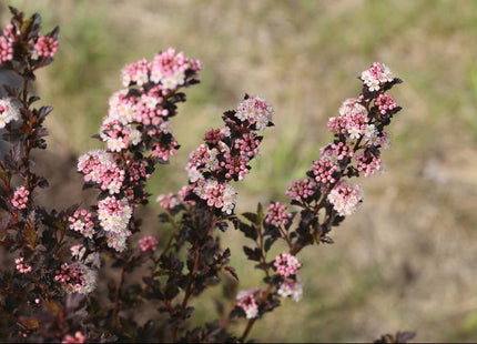Tiny Wine® Ninebark (Physocarpus opulifolius 'SMPOTW') - 2 gallon 15"