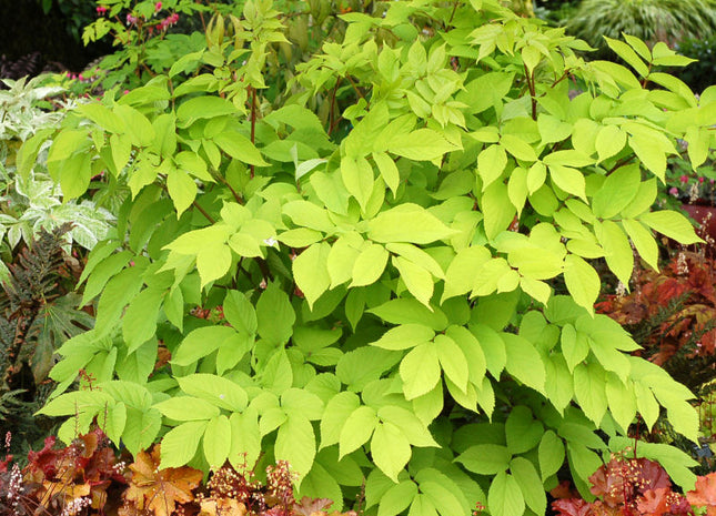 Golden Japanese Spikenard (Aralia cordata 'Sun King') - 1 gallon