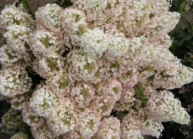 Bobo® Panicle Hydrangea (Hydrangea paniculata 'Bobo') - 3 gallon