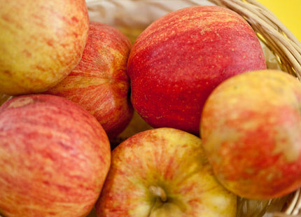 Gala Apple (Malus 'Fruit Gala') - 5 gallon 60"