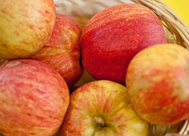 Gala Apple (Malus 'Fruit Gala') - 5 gallon 60"