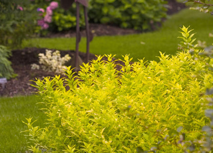 Chardonnay Pearls® Deutzia (Deutzia gracilis 'Chardonnay Pearls') - 2 gallon 10"